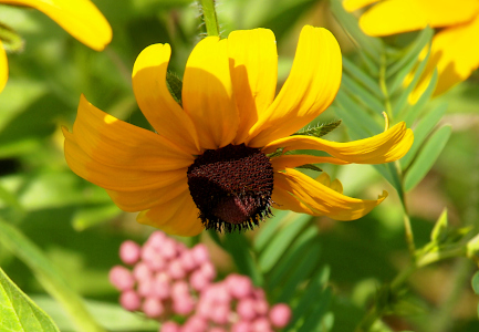 [This flower with a multitude of yellow petals falling away from a brown conical center is upside-down which means the petals are curved upward away from the center which is pointing downward.]